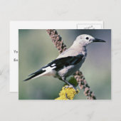 Clark's Nutkraker Briefkaart (Voorkant / Achterkant)