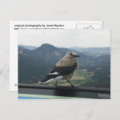 Clark's Nutkraker Briefkaart (Voorkant / Achterkant)