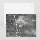 Clark's Nutkraker Briefkaart (Voorkant / Achterkant)