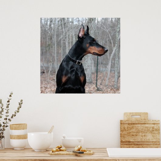 Classic Doberman afbeelding Poster (Keuken)