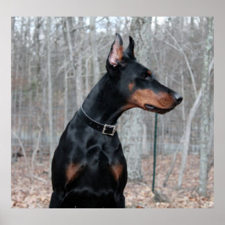 Classic Doberman afbeelding Poster