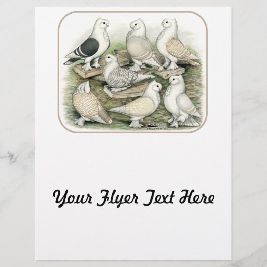 Classic Frill Pigeons Satinettes Flyer (Voorkant)
