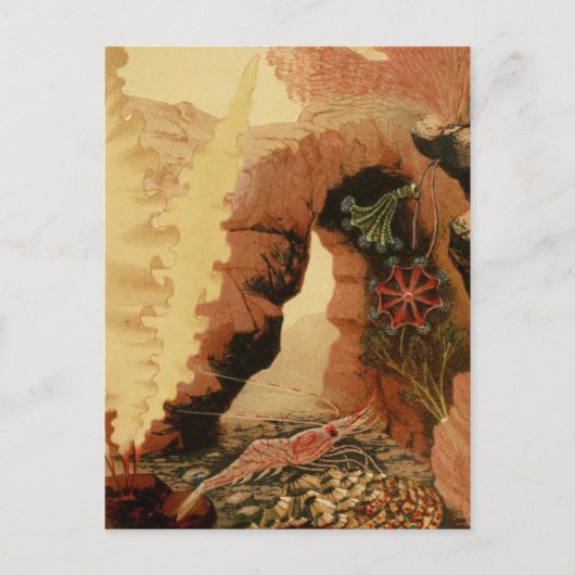 Classic Illustration Briefkaart (Voorkant)
