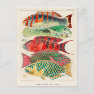 Classic Illustration Briefkaart