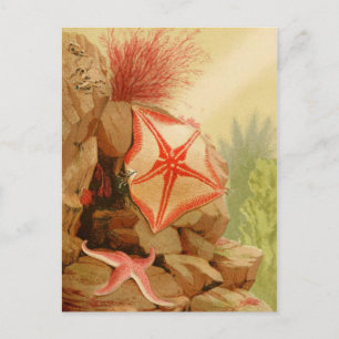 Classic Illustration Briefkaart