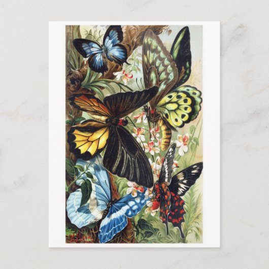 Classic Illustration Briefkaart (Voorkant)