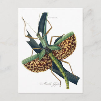 Classic Illustration Briefkaart