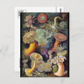 Classic Illustration Briefkaart (Voorkant / Achterkant)