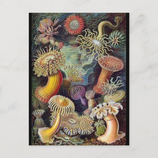 Classic Illustration Briefkaart (Voorkant)