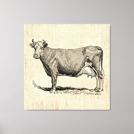 Classic Old Fashioned Koe Art Canvas Afdruk (Voorkant)