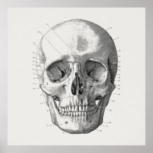 Classic Skull Diagram Illustratie Poster