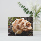 Clathrus ruber Carte postale (Debout devant)