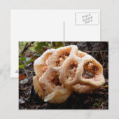Clathrus ruber Carte postale (Devant / Derrière)