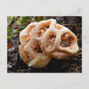 Clathrus ruber Carte postale