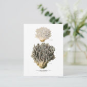 Clavaria grisea briefkaart (Staand voorkant)