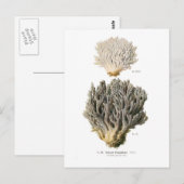 Clavaria grisea briefkaart (Voorkant / Achterkant)