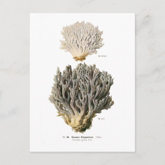 Clavaria grisea briefkaart (Voorkant)