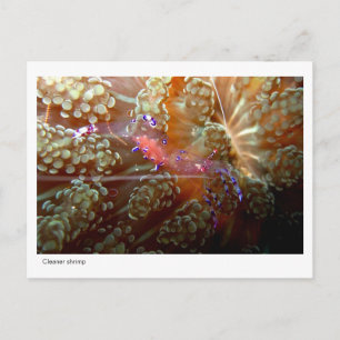Cleaner Shrimp - 01 Briefkaart