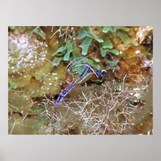 Cleaner Shrimp Poster (Voorkant)