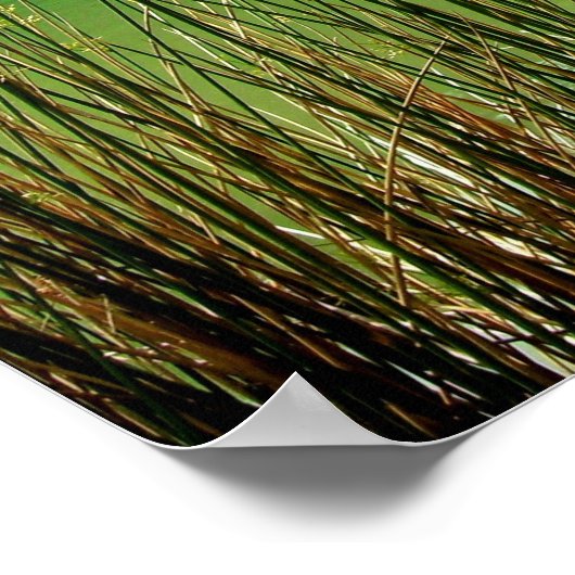 Clear Lake Poster (Hoek)