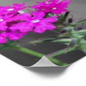 Clear Wing Humming Bird Moth Poster (Hoek)