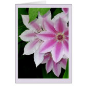 Clematis (Devant)