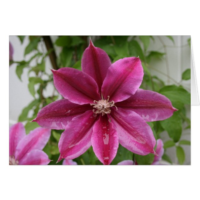 Clematis (Voorkant Horizontaal)