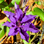 CLEMATIS<br><div class="desc">Une jolie fleur de clematis. com.</div>