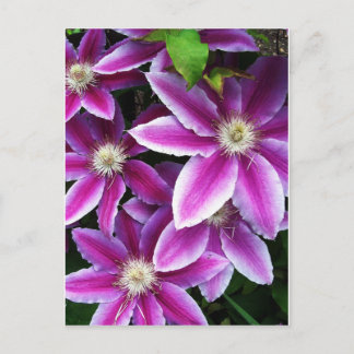 Clematis#1 Briefkaart