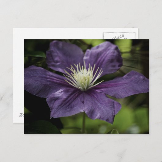 Clematis 8510 Briefkaart (Voorkant / Achterkant)