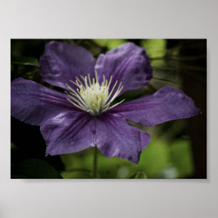 Clematis 8510 Print