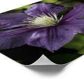 Clematis 8510 Print (Hoek)