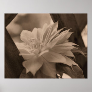 Clematis-bloem op Trellis in sepia Poster