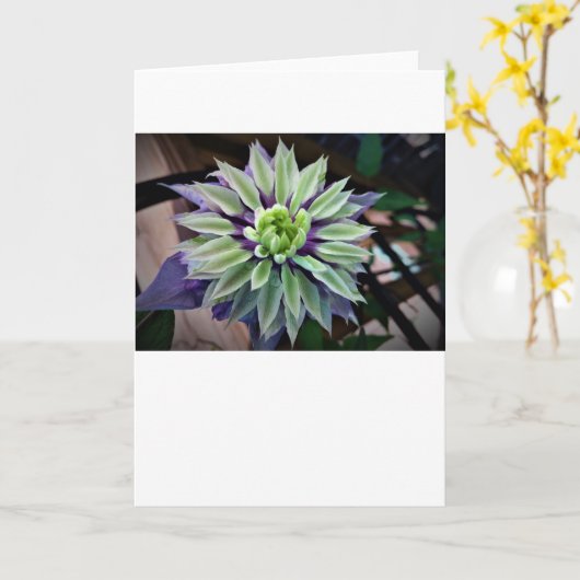 Clematis, carte (Fleur jaune)