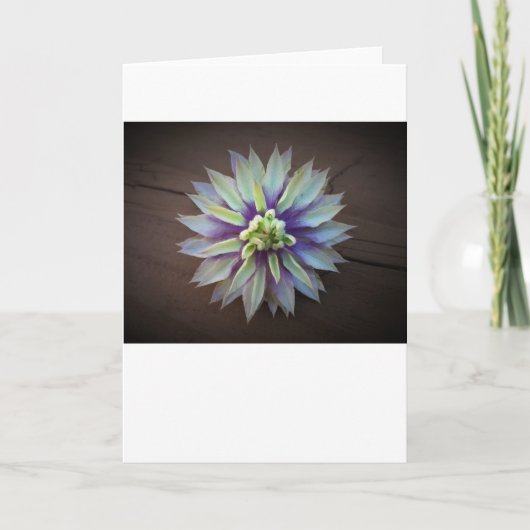 Clematis, carte (Devant)