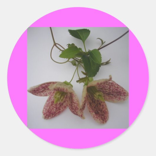 Clematis cirrhosa bloem ronde sticker (Voorkant)