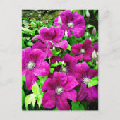 Clematis Flowers Briefkaart (Voorkant)