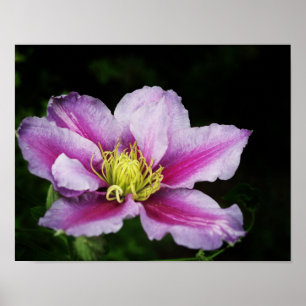Clematis Flowers Poster