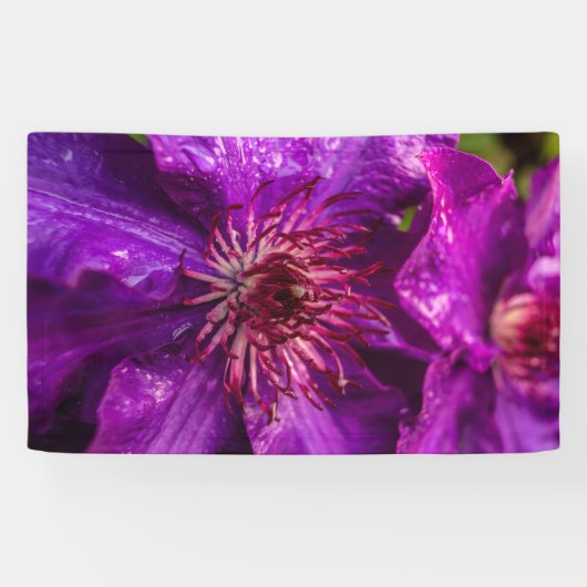 Clematis Het President Spandoek (Horizontaal)