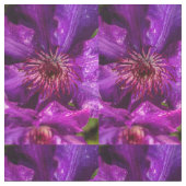 Clematis Het President Stof (Close Up)