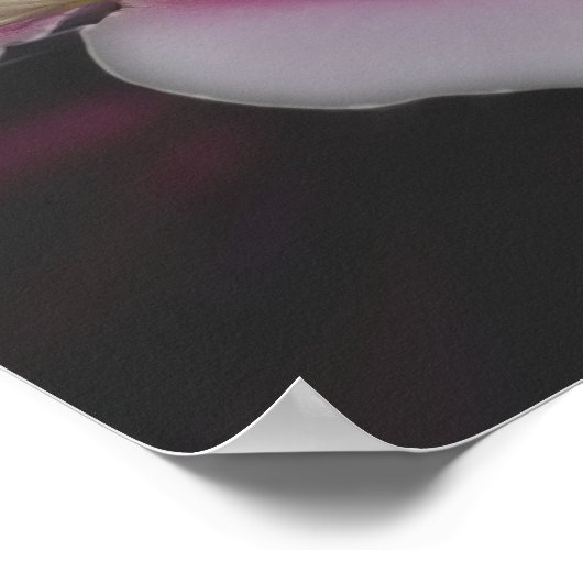 Clematis in roze bloem dicht poster (Hoek)