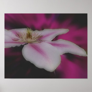 Clematis in roze bloem dicht poster