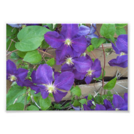 Clematis Jackmanii Superba Foto Afdruk