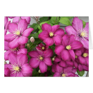 Clematis-kaart