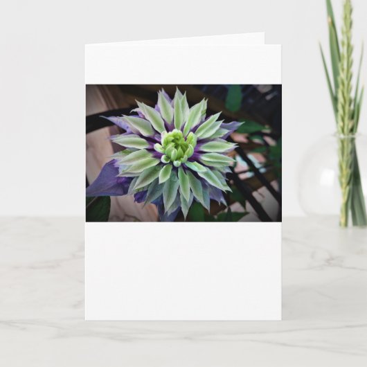 Clematis, kaart (Voorkant)