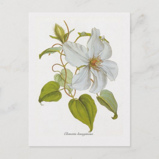 Clematis lanuginosa briefkaart (Voorkant)