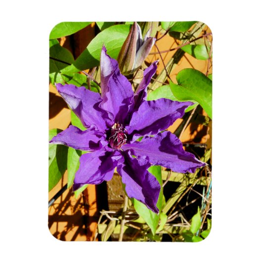 CLEMATIS MAGNEET (Verticaal)