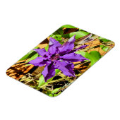 CLEMATIS MAGNEET (Linkerzijde)