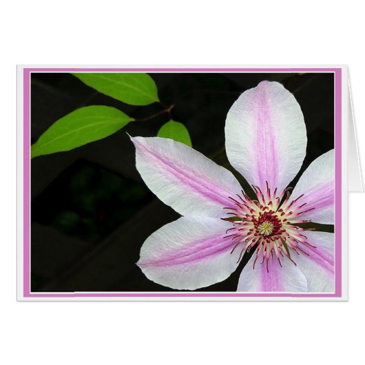 Clematis met bladeren (Voorkant Horizontaal)