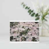 Clematis montana Mayleen Briefkaart (Staand voorkant)